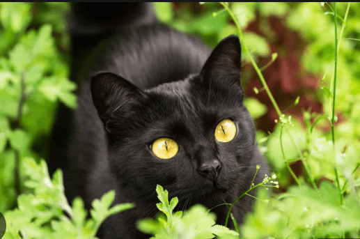 black Bombay Cats