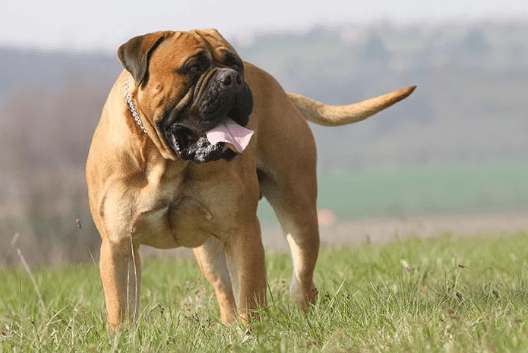 Bull Mastiffs