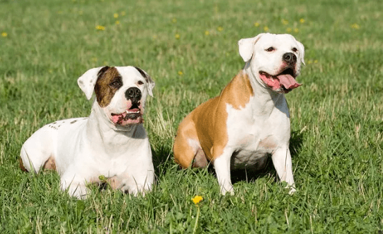 American Bulldogs