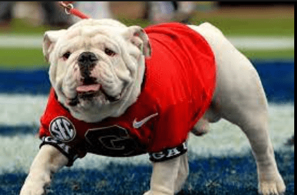 Bulldogs in Sports and Entertainment