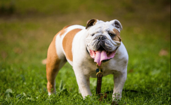 Bulldogs as Pets