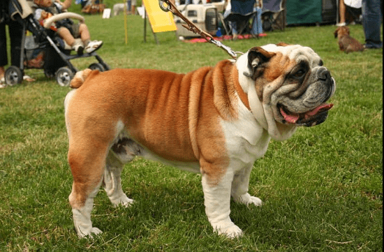 french bulldog