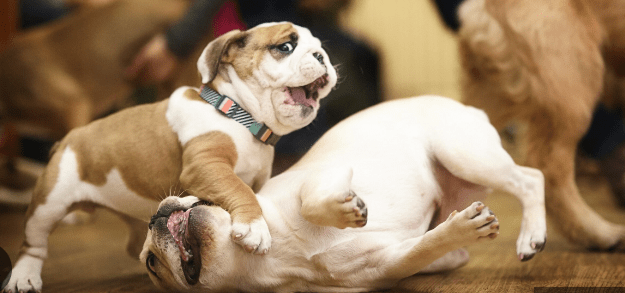 old english bulldogs