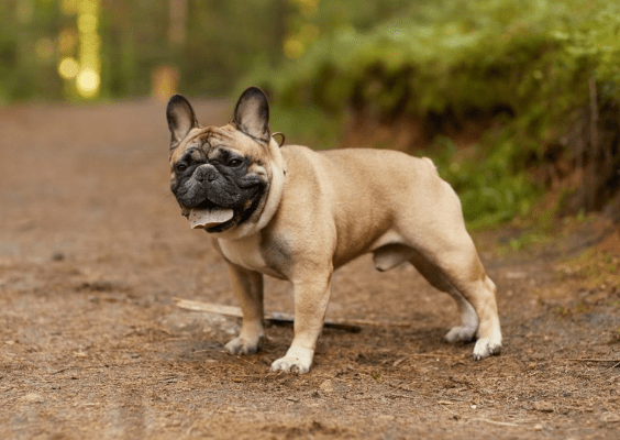 old english bulldogs