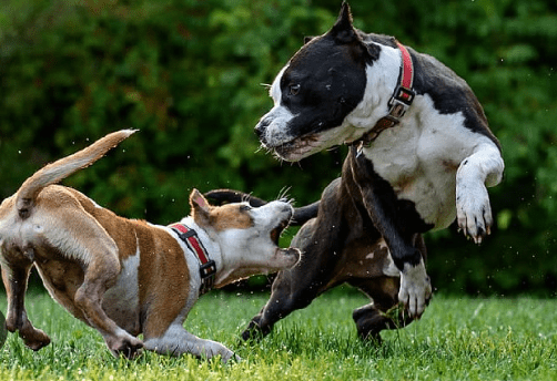 old english bulldogs