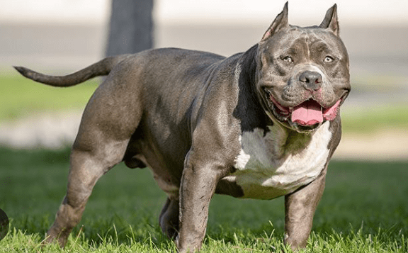 old english bulldogs