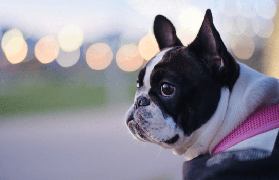 old english bulldogs